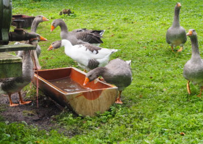 Mehrere Gänse im Gehege und an einer Wassertränke.