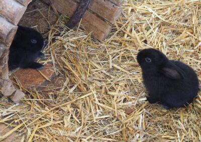 Zwei kleine schwarze Kaninchen sitzen auf Stroh in ihrem Gehege.